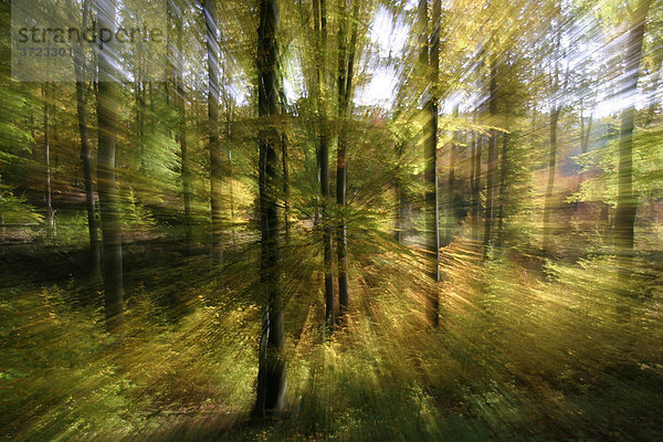 Herbstlich gefärbter Buchenwald  Zoom während der Belichtung