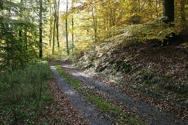 Waldweg durch einen herbstlich gefärbten Buchenwald