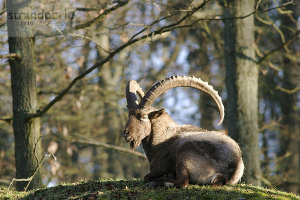 Ruhender Steinbock (Capra ibex) genießt die wärmende Sonne  Wildpark Weilburg