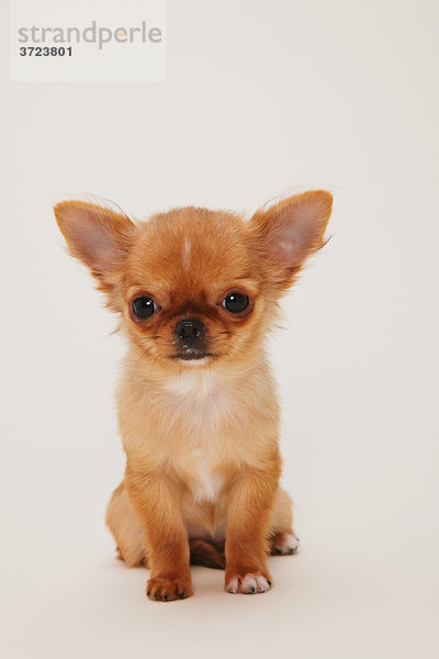 Welpen Chihuahua