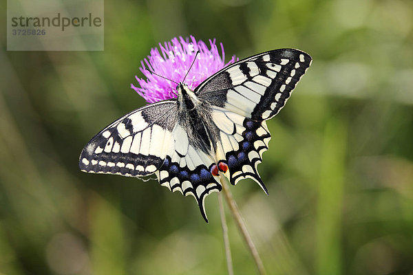 Schwalbenschwanz (Papilio machaon)  Falter an Blüte  Burgenland  Österreich  Europa
