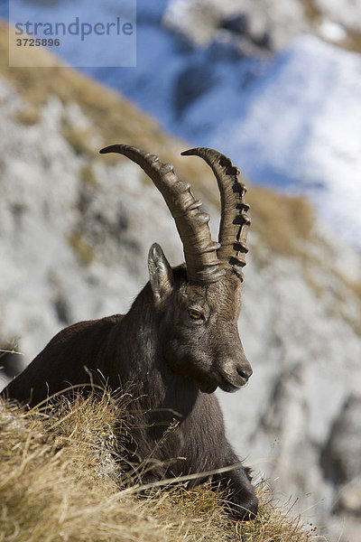 Alpensteinbock  Steinwild (Capra ibex)  Pilatus  Luzern  Schweiz