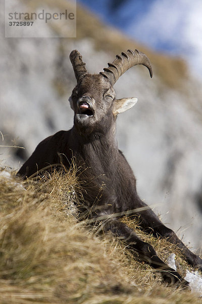 Alpensteinbock  Steinwild (Capra ibex)  Pilatus  Luzern  Schweiz