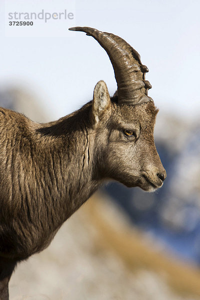 Alpensteinbock  Steinwild (Capra ibex)  Pilatus  Luzern  Schweiz