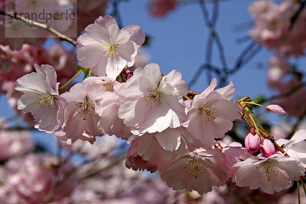 Blüte der japanischen Blütenkirsche (Prunus serrulata)