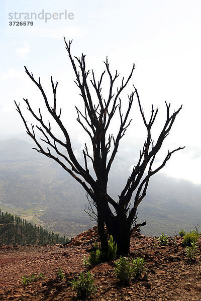 Verbrannte Kiefern im Wandergebiet Teno-Gebirge  Teneriffa  Kanarische Inseln  Spanien  Europa