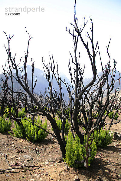 Verbrannte Kiefern im Wandergebiet Teno-Gebirge  Teneriffa  Kanarische Inseln  Spanien  Europa