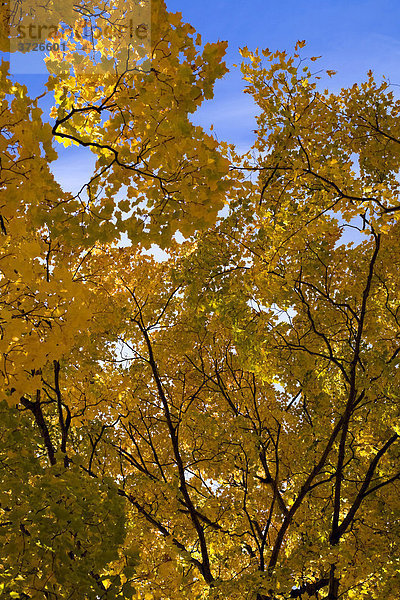 Herbstblätter vor blauem Himmel  Quebec  Kanada