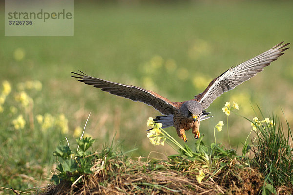 Jagendes Turmfalkenmännchen (Falco tinnunculus) in der Feldflur