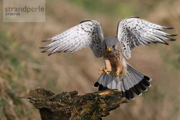 Turmfalkenmännchen (Falco tinnunculus) Jagdflug