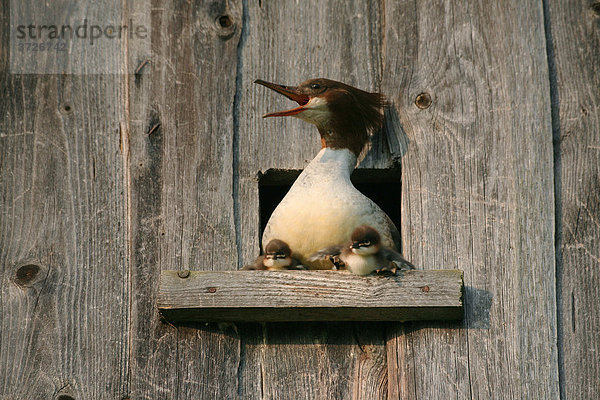 Gänsesägerweibchen (Mergus merganser) mit zwei Tage alten Küken wehrt Turmfalkenangriff am Brutplatz ab