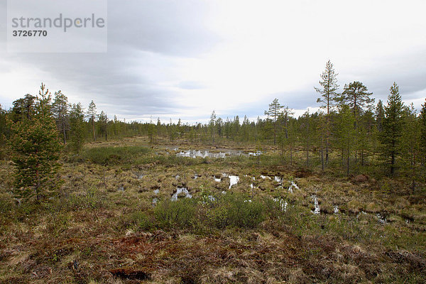 Kiefern  Birken  Fjäll Tundra  Lappland  Finnland  Europa