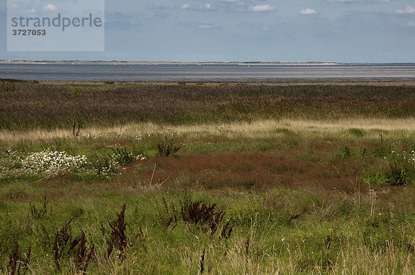 Watt  Wattenmeer  Nordseeküste  Ostfriesland  Niedersachsen  Deutschland