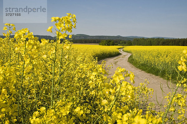 Feldweg durch blühendes gelbes Rapsfeld  Kurort Gohrisch  Sächsische Schweiz  Elbsandsteingebirge  Sachsen  Deutschland