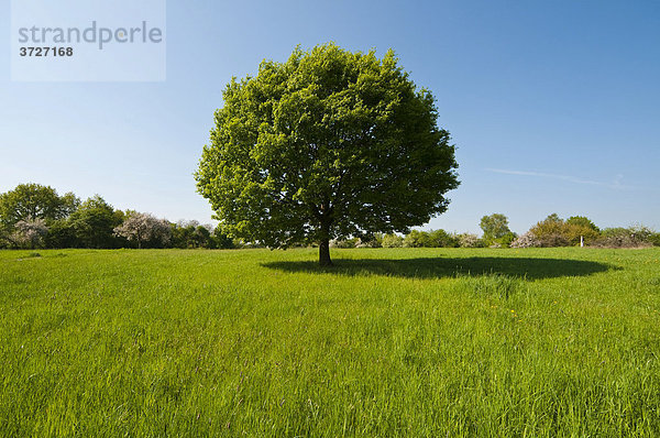 Baum  Eiche  auf grüner Wiese  Wiesbaden  Taunus  Hessen  Deutschland