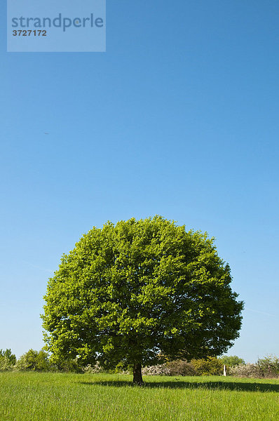 Baum  Eiche  auf grüner Wiese  Wiesbaden  Taunus  Hessen  Deutschland