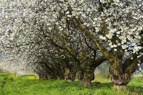 Alte Kirschbäume  blühender Kirschbaum  Kirschblüte  Frühling  Wiesbaden-Frauenstein  Rheingau  Hessen  Deutschland