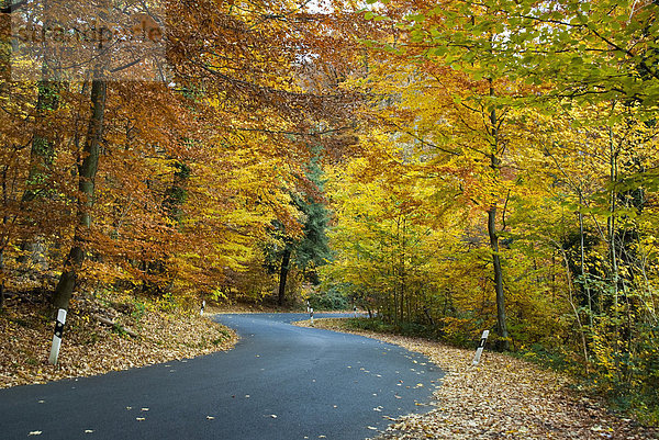 Herbst  Straße  Wald  Kurve  Hessen  Deutschland