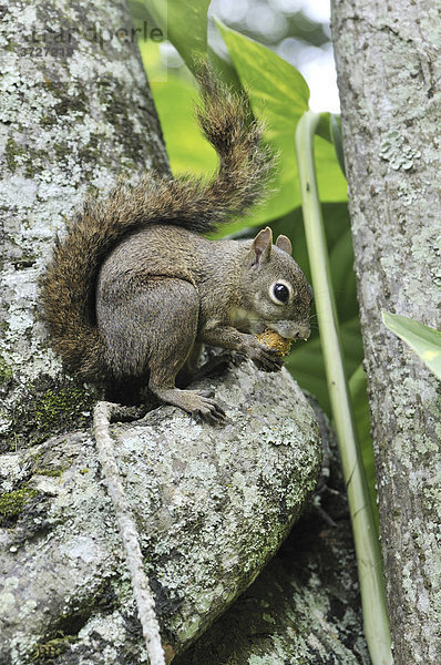 Eichhörnchen (Sciurus vulgaris) mit Nuss