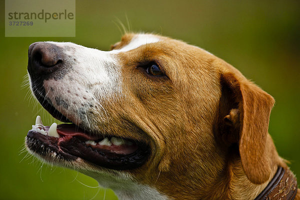 Portrait von einem Mischlingshund
