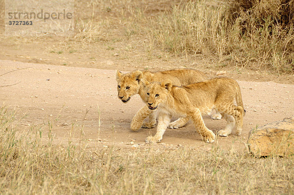 Zwei junge Löwen (Panthera leo) im Serengeti-Nationalpark bei Seronera  Tansania  Afrika