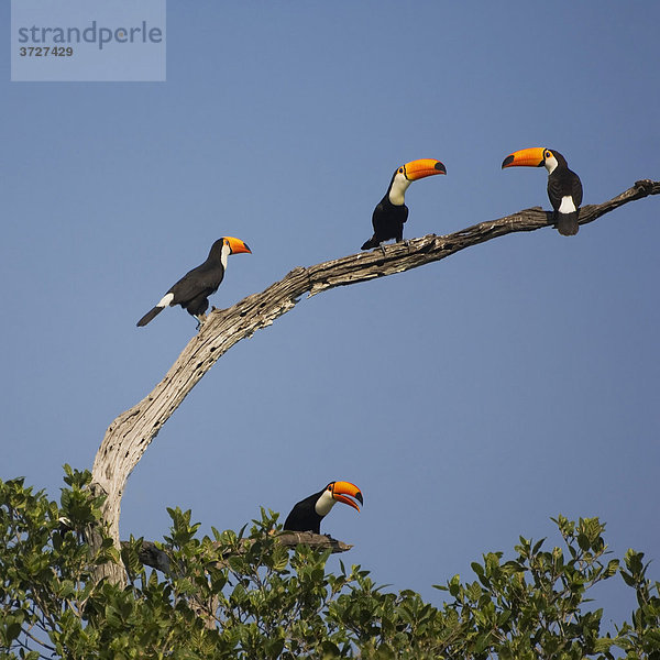 Riesentukane (Ramphastos toco)  Pantanal  Mato Grosso  Brasilien
