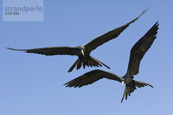 Prachtfregattvögel (Fregata magnificens)  Fernando de Noronha  Brasilien  Südamerika