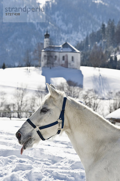 Lipizzaner Pferd auf winterlicher Koppel  Achenkirch  Tirol  Österreich
