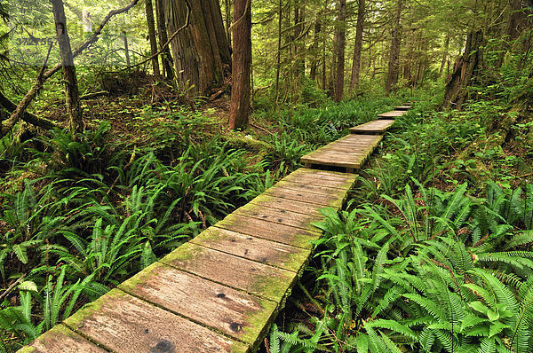 Weg aus Holzbohlen durch den Regenwald zum Sand Point  Olympic Nationalpark  Washington  USA  Nordamerika