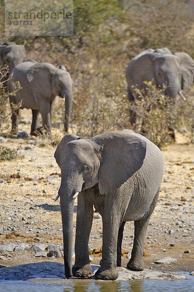 Elefanten (Loxodonta africana) beim Trinken am Moringa-Wasserloch in Halali  Etosha Nationalpark  Namibia  Afrika