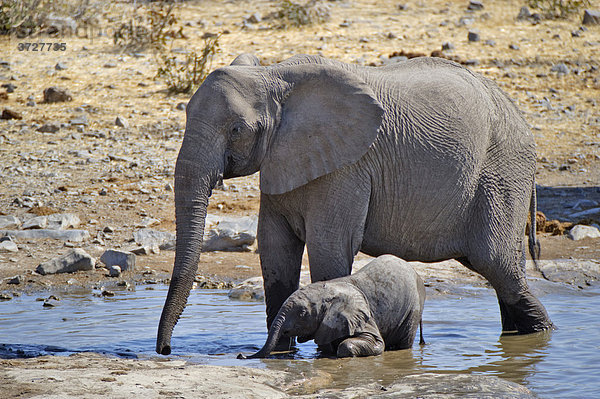 Elefant (Loxodonta africana) mit Jungem im Moringa-Wasserloch in Halali  Etosha Nationalpark  Namibia  Afrika
