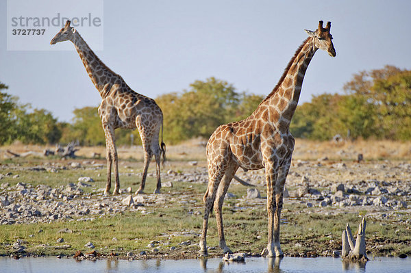 Zwei Giraffen (Giraffa camelopardalis) am Goas-Wasserloch  Etosha Nationalpark  Namibia  Afrika