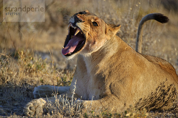 Gähnende Löwin (Panthera leo) nahe Fisher's Pan  Etosha Nationalpark  Namibia  Afrika