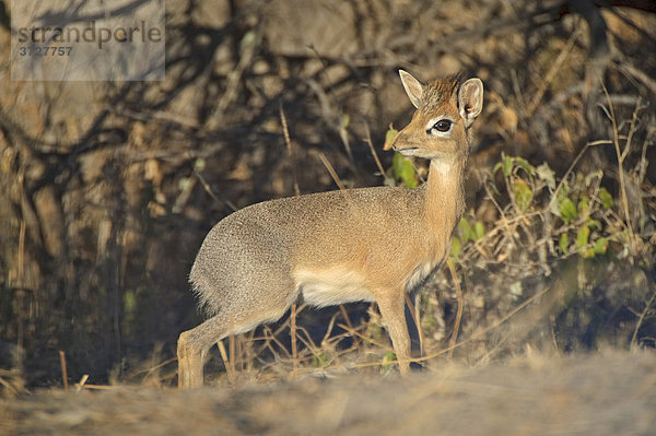 Damara Dikdik (Madoqua kirkii) auf dem Dik-Dik-Drive  Etosha Nationalpark  Namibia  Afrika