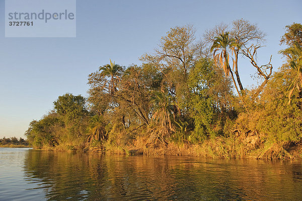Uferlandschaft des Okavango  Namibia  Afrika