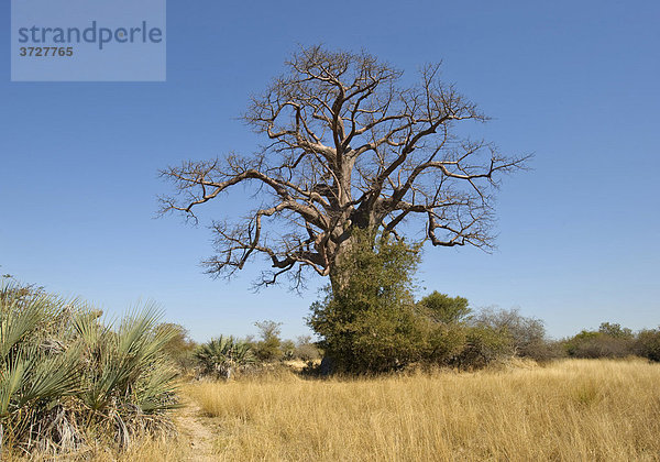 Affenbrotbaum (Adansonia digitata) im Mahango Game Reserve  Namibia  Afrika