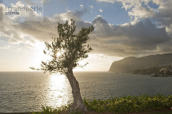 Olivenbaum und dahinter die Klippen von Cabo Girao  Camara de Lobos  Madeira  Portugal