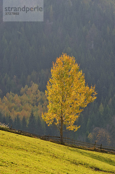 Herbstlich gefärbte Pappel  Schober  Niederösterreich  Österreich
