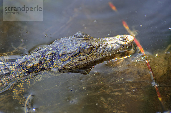 Junges Krokodil (Crocodylus niloticus) in der Nguma Lagune am Okawango  Botswana  Afrika