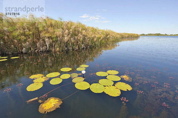 Nguma Lagune am Okawango  Botswana  Afrika