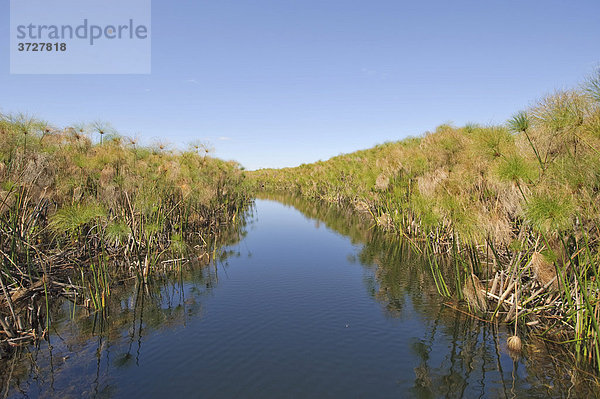 Kanal durch dichten Papyrus am Okawango  Botswana  Afrika