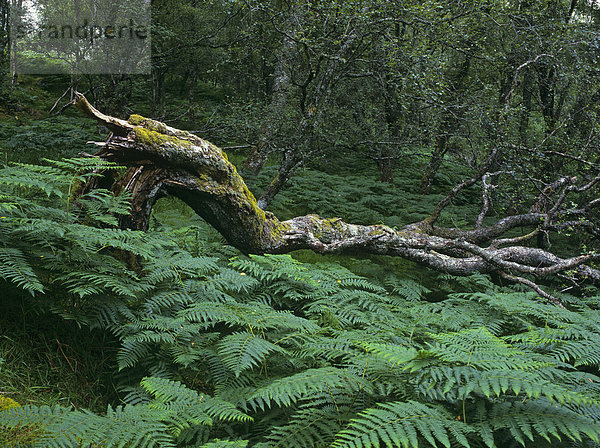 Umgestürzter Baum in einem Erlenwald und Farne  Schottland  Vereinigtes Königreich