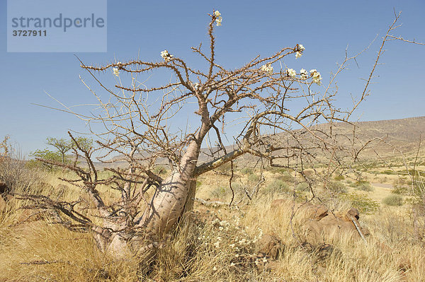 Blühender Flaschenbaum (Pachypodium lealii) am Grootberg  Namibia  Afrika