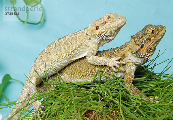 Bartagamen (Pogona) übereinander