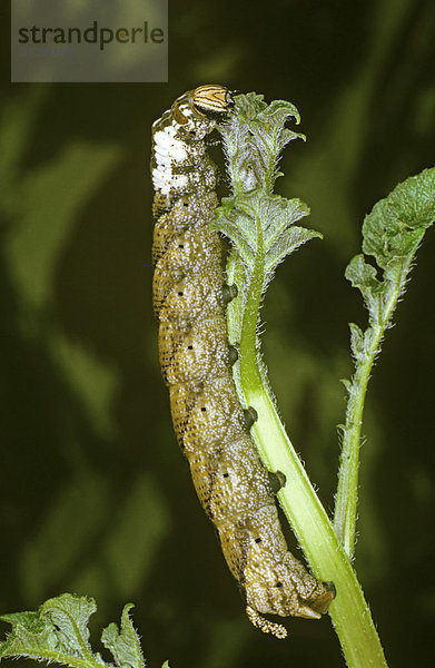 Totenkopfschwärmer (Acherontia atropos)  braune Variante der Raupe an Nahrungspflanze Kartoffel