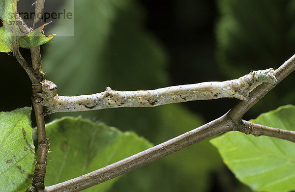 Birkenspanner (Biston betularia) Raupe