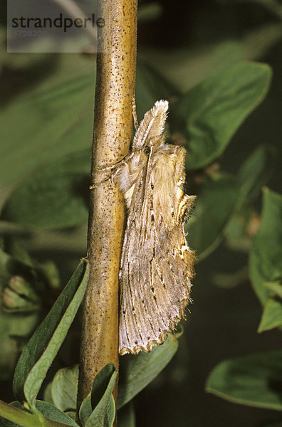 Schnauzenspinner (Pterostoma palpina)