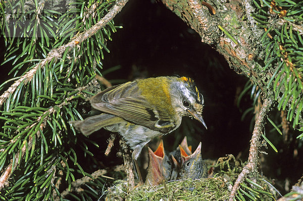 Sommergoldhähnchen (Regulus ignicapillus) bei seinen Jungen am Nest