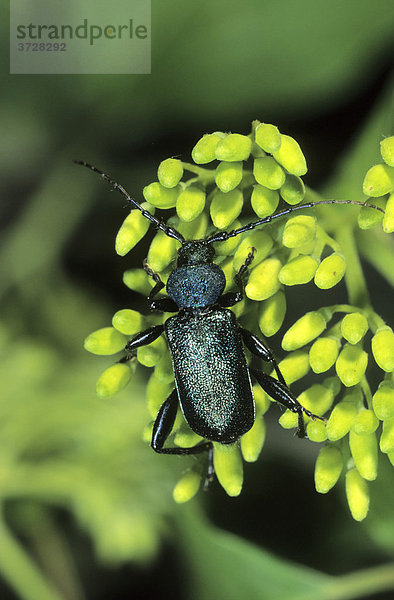 Blaubock (Gaurotes sp.) Käfer an einer Blütendolde
