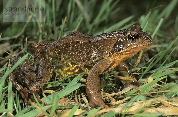 Grasfrosch (Rana temporaria) auf Nahrungsuche